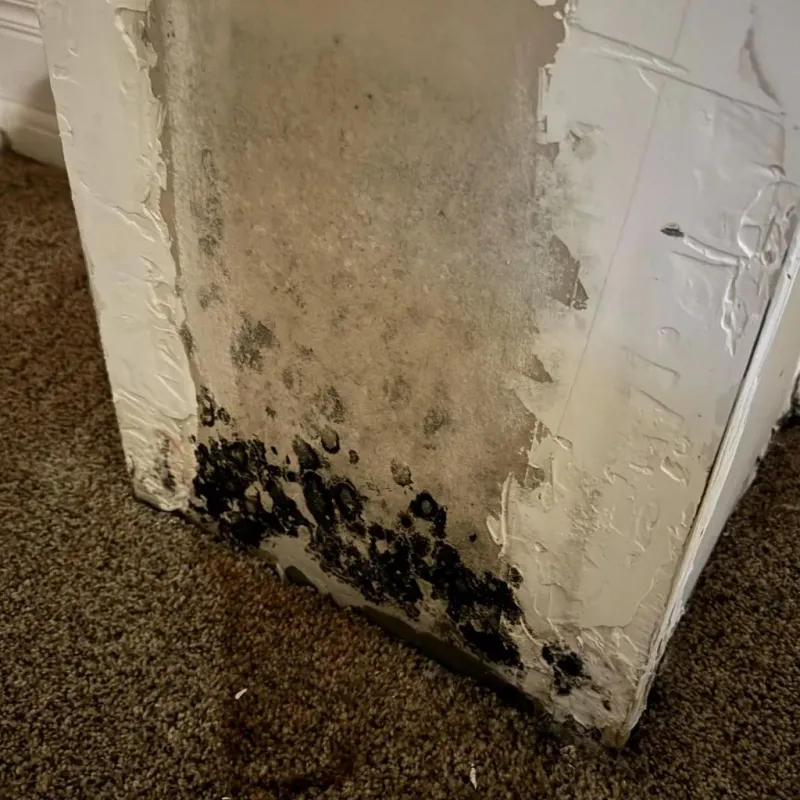 Professional Mold Removal in Lacey, WA